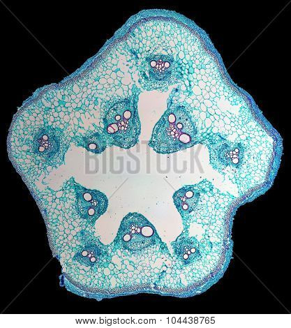 Cucurbita Stem Micrograph