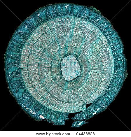 Tilia Stem Micrograph