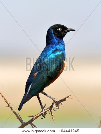 Colourful Bird Superb