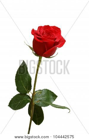 Single Red Rose With Drops Of Dew Isolated On White