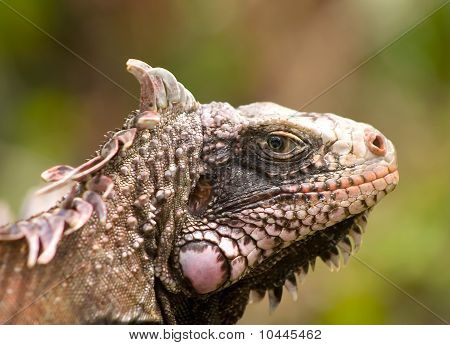 Iguana cara cabeça macro closeup