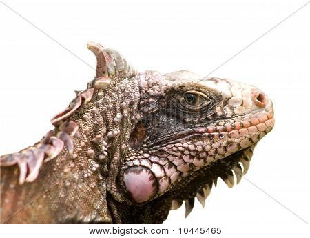 Iguana cara cabeça macro closeup
