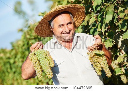 Happy vintner with grape bunch in vineyard during the vintage