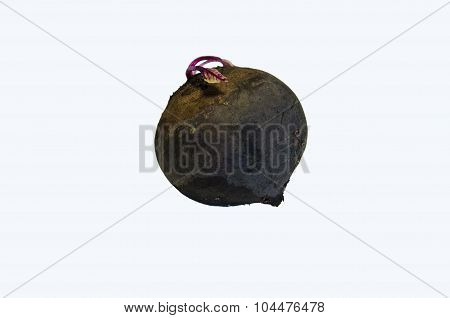 Sugar Beet