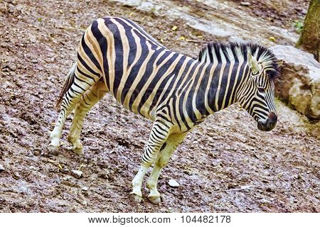 Zebras In Their Natural Habitat.