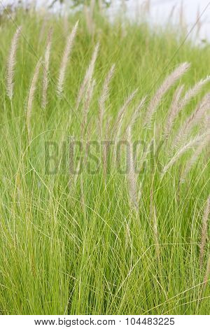 Imperata Cylindrica Beauv Of Feather Grass In Nature