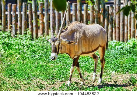 Oryx Gazella. National Forest.