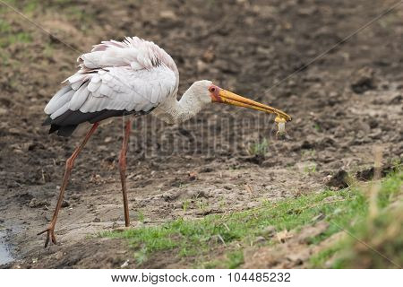 Yellow-billed Stork (mycteria Ibis) Holding A Frog In It's Bill