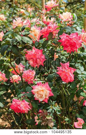 Red Rose Bush