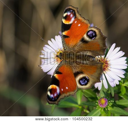 European Peacock butterfly