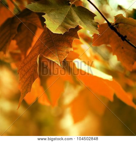 Autumn Background