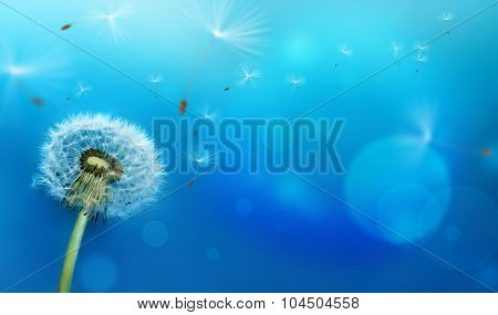 Dandelion
