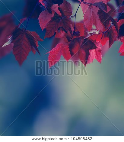 Autumn Background