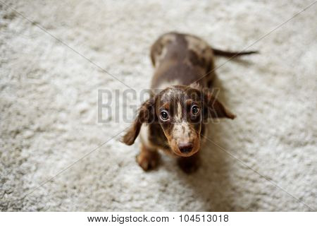 Sad puppy is covered with a blanket at home