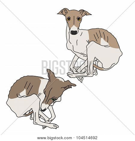 Illustration of two Italian greyhound spotted