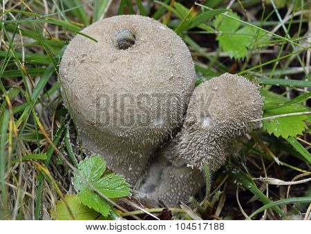 Spiny Puffball