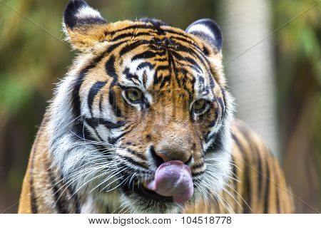Close up portrait of a Sumatra tiger