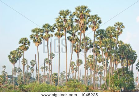 Sugarpalms