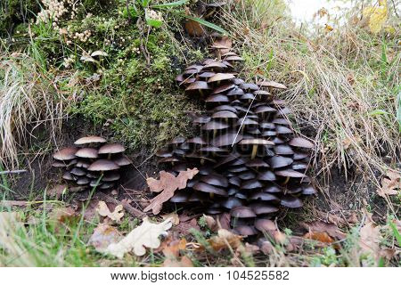 Mushrooms in a forrest.