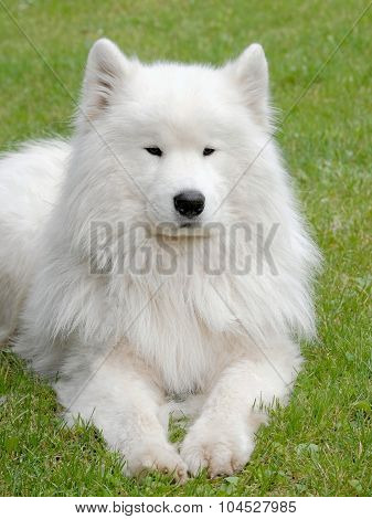 Typical Russian White Samoyed Dog