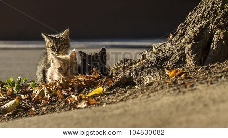 Little Kittens