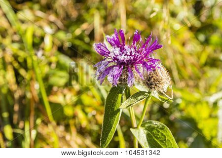 Flower (centaurea Pseudophrygia) Clearing