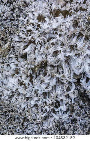 Needle Ice In Nature