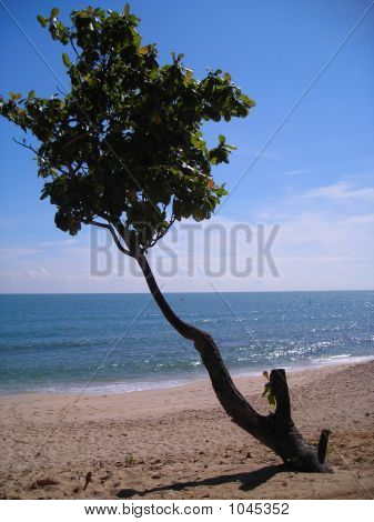 Lone Tree Beach kaupungissa Desaru, Malesia