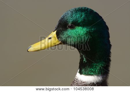 Portrait of Mallard Duck Drake