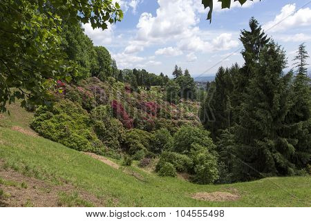Flowers In The Park