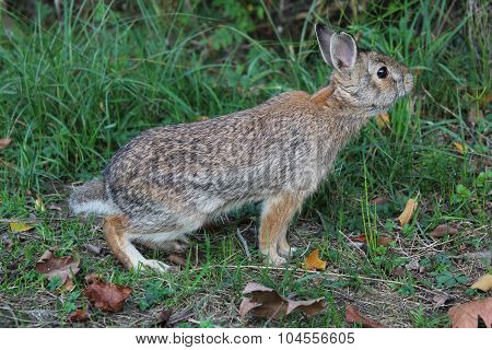 Wild rabbit