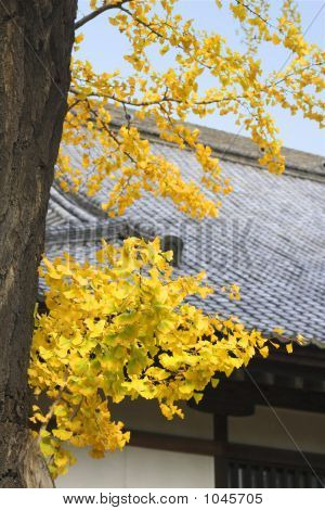 Efteråret japanske templet tag