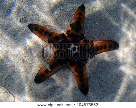 Underwater Marine Life On A Shallow Seabed With Starfish And Reef Fish
