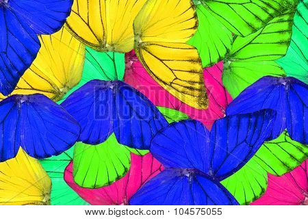 Orange Albatross Butterfly (appias Nero)