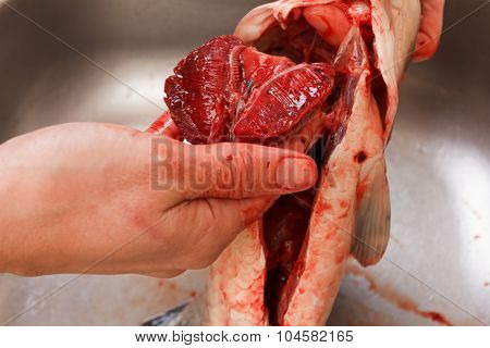 Gutting Of Freshly Caught Fish Carp