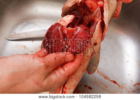 Gutting Of Freshly Caught Fish Carp