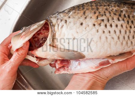 Purified Fish, Carp