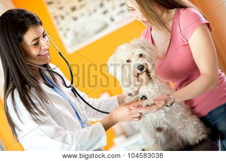 Medical checkup of breathing disease of sick Maltese dog in vet infirmary
