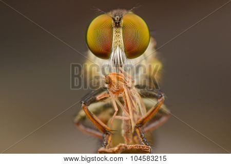 Robber Fly Eating An Insect