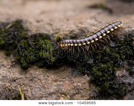 Millipede