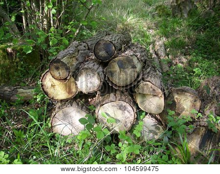 Log pile for wildlife