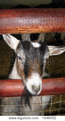 Leiter der Ziege. Goat Farm