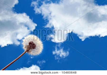 Mælkebøtte Fuzzies