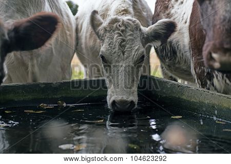 Cows Close To Drinking Trough