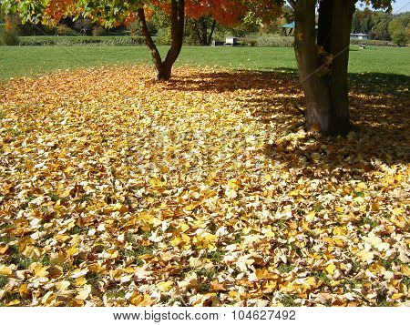 Stack Of Dry Leaves Under The Tree