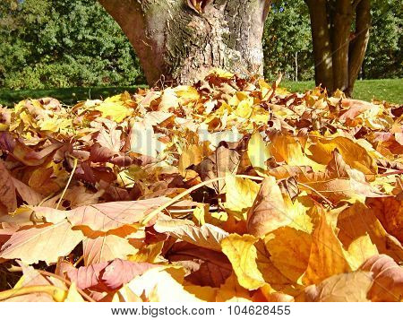 Stack Of Dry Leaves Under The Tree