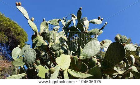 Prickly Pear Cactus Against Blue Sky