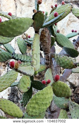 Opuntia Ficus-indica (indian Fig)