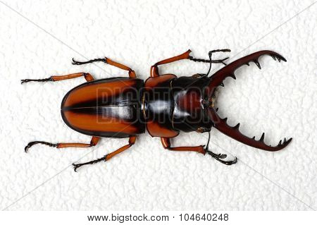 Stag beetle isolated on background