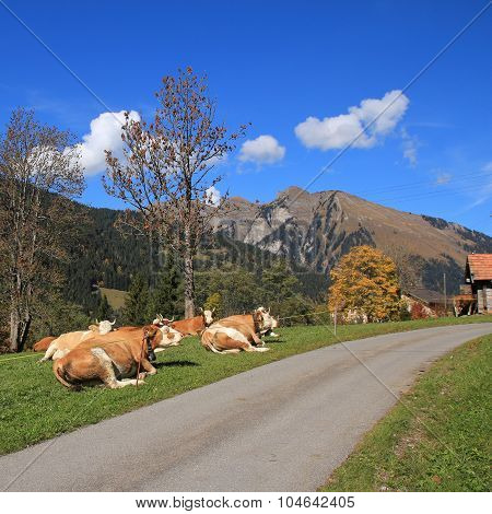Resting Simmental Cows In The Swiss Alps